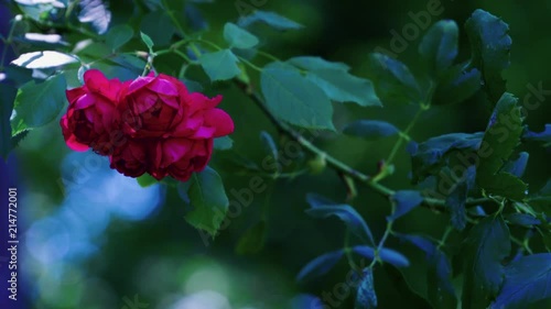 Beautiful wild summer roses in the garden. photo