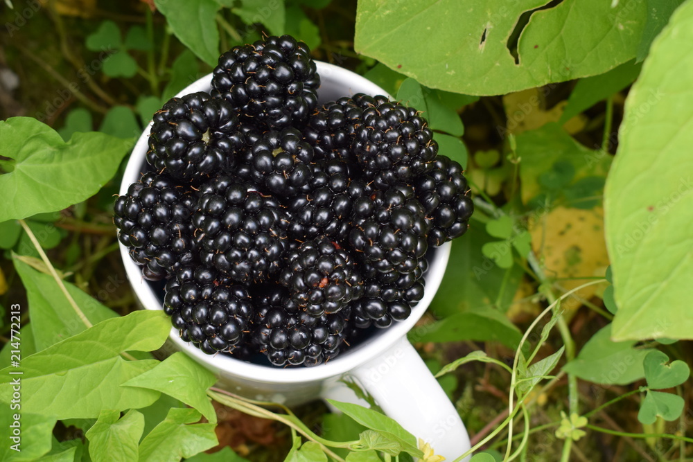 Ripe juicy fresh blackberries in a white cup in the garden in the summer Ripe juicy fresh blackberries in a white cup in the garden in the summer
