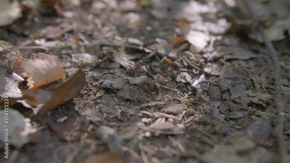 Ants working on the ground Ants working on the ground