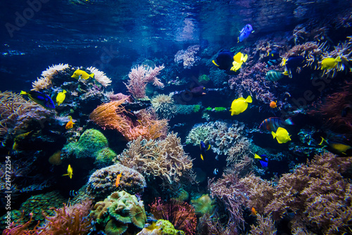 Fototapeta Naklejka Na Ścianę i Meble -  Colorful coral reef with fish and stone