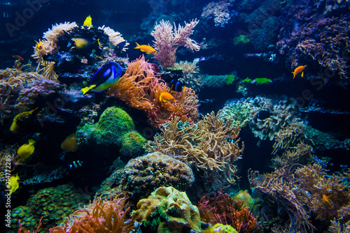 Fototapeta Naklejka Na Ścianę i Meble -  Colorful coral reef with fish and stone