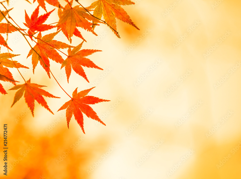 autumnal background, slightly defocused red maple leaves autumnal background, slightly defocused red maple leaves