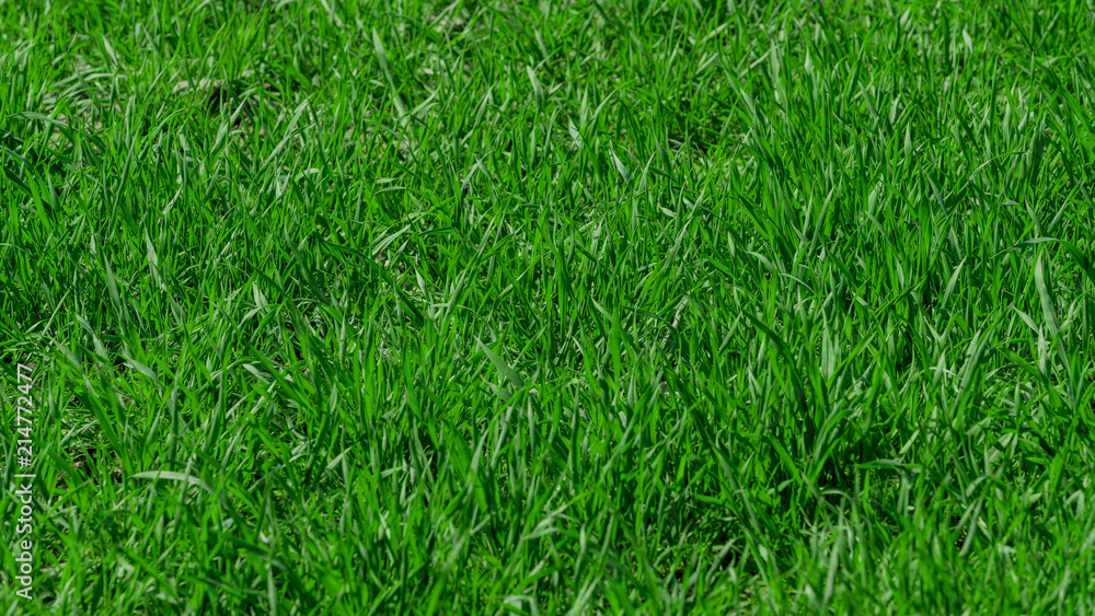 Fototapeta premium Green grass background texture