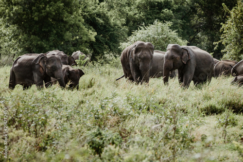 Elephants in a National Park from Sri Lanka