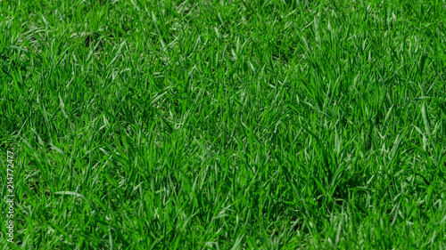 Green grass background texture © EwaStudio
