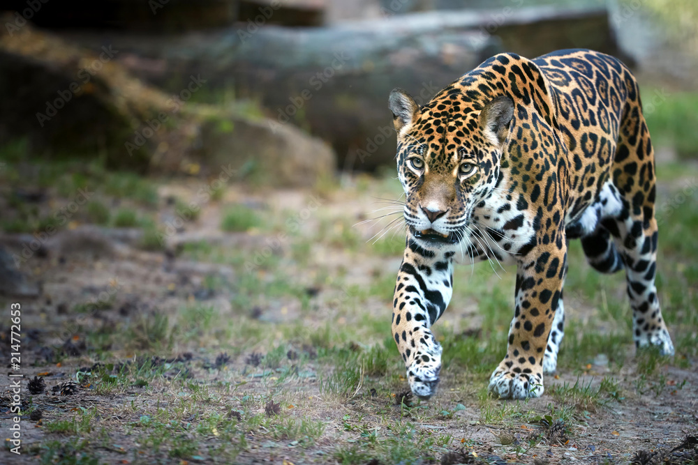Jaguar, Panthera onca, the biggest cat in South America, walking directly  at camera against blurred rocky background. Stock Photo | Adobe Stock