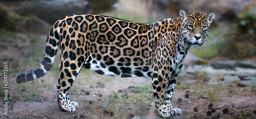 Side view on Jaguar, Panthera onca, the biggest cat in South America, gazing directly at camera against blurred rocky background.