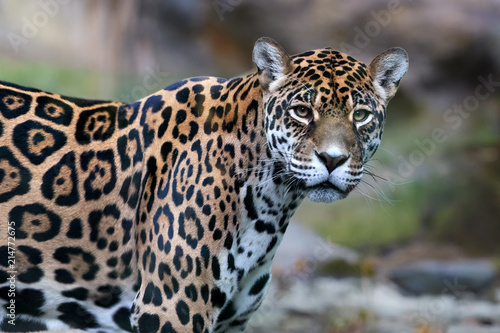 Close up portrait of Jaguar, Panthera onca, the biggest cat in South America, gazing directly at camera. 