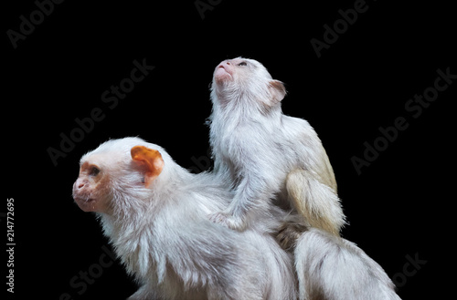 Isolated on black background, Silvery marmoset, Mico argentatus, small amazonian monkey, male with juvenile on its back. Monkey living in Eastern Amazon Rainforest, Brazil photo