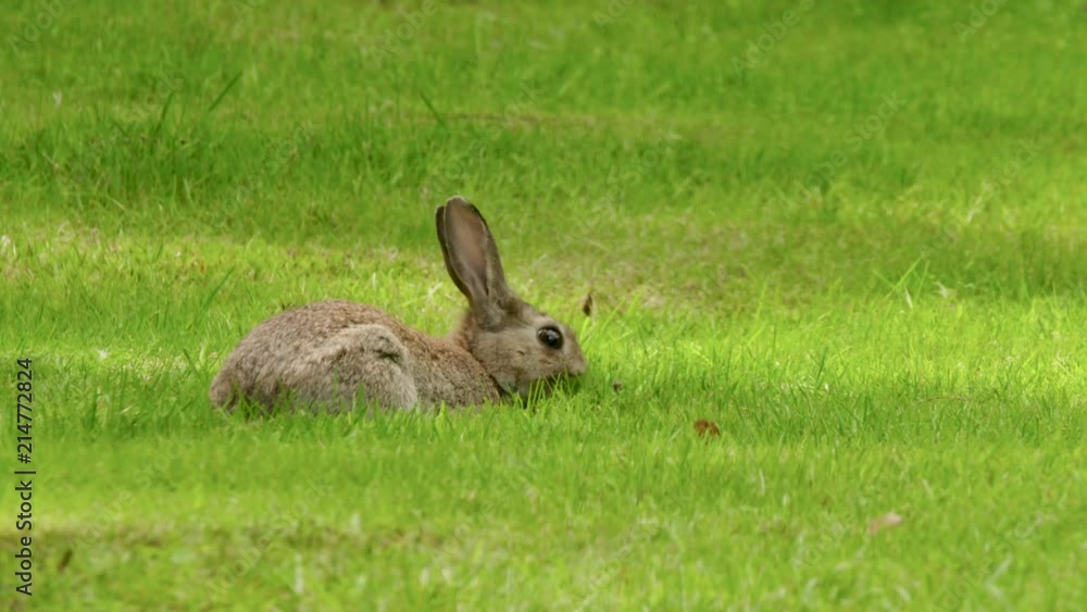 Wild rabbits on the lawn in the garden. Wild rabbits on the lawn in the garden.