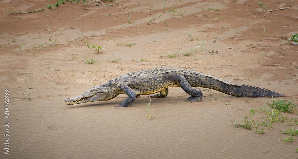 Fototapeta premium American Crocodile, Crocodylus acutus walking on the sandy beach of Rio Tarcoles river. Crocodile in its natural environment. Tarcoles river, Costa Rica. 