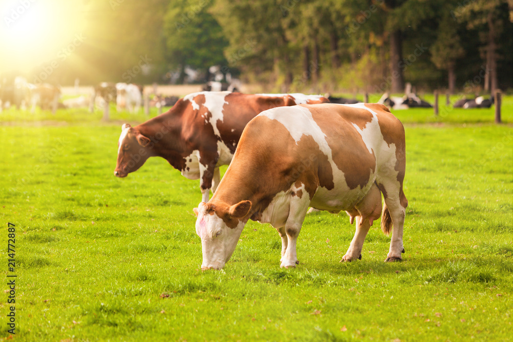 Cows on meadow. Grazing calves