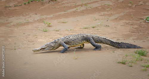 American Crocodile, Crocodylus acutus walking on the sandy beach of Rio Tarcoles river. Crocodile in its natural environment. Tarcoles river, Costa Rica. 
