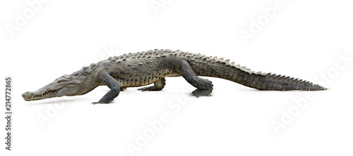 Isolated on white background  American Crocodile  Crocodylus acutus walking on the sandy beach. Crocodile in its natural environment. Tarcoles river  Costa Rica. 
