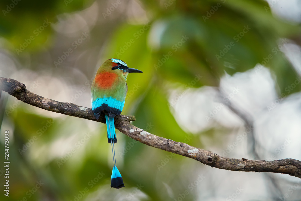 Isolated Turquoise-browed motmot, Eumomota superciliosa, tropical bird with racketed tail native to central America, national bird of El Salvador and Nicaragua. Costa Rica wildlife photography.   