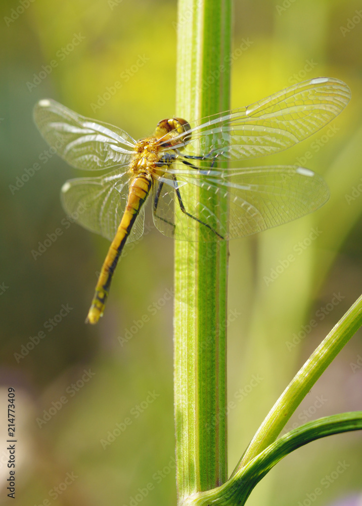 Dragonfly sitting on the stem of the plant. Dragonfly sitting on the stem of the plant.