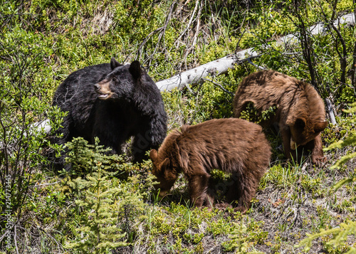 bear mum and cubs photo