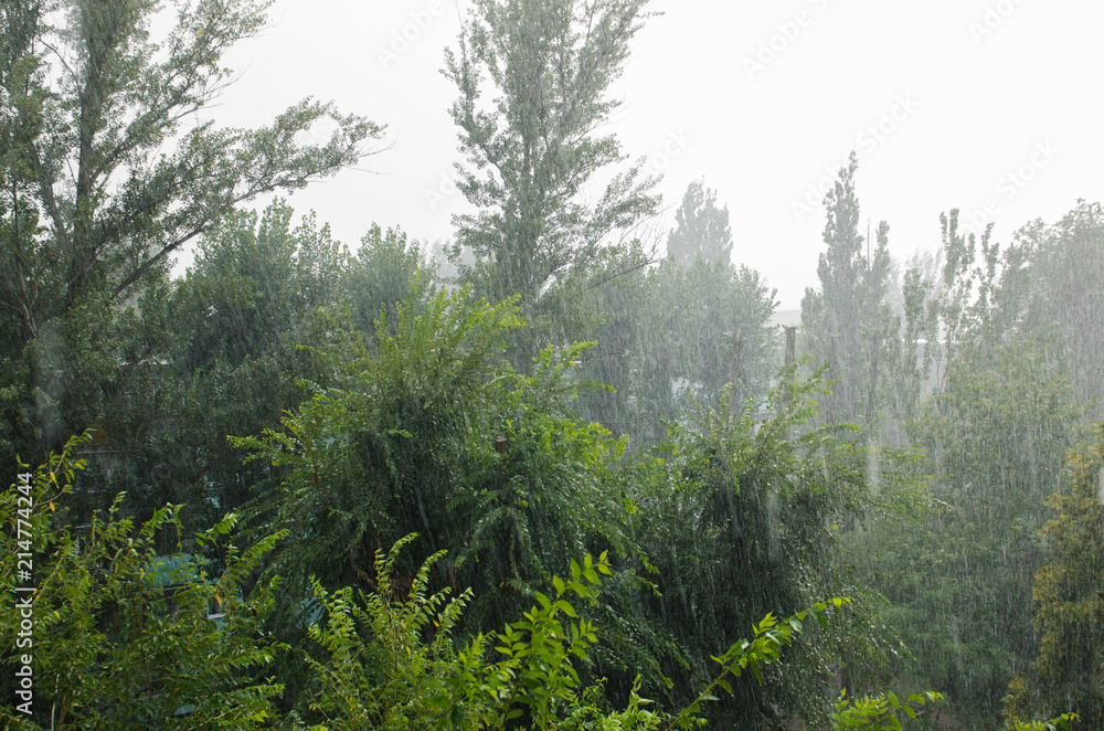 heavy rain over tall green trees heavy rain over tall green trees
