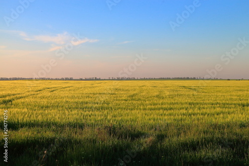 Green wheat field in the evening. Countryside landscape in summer sunset