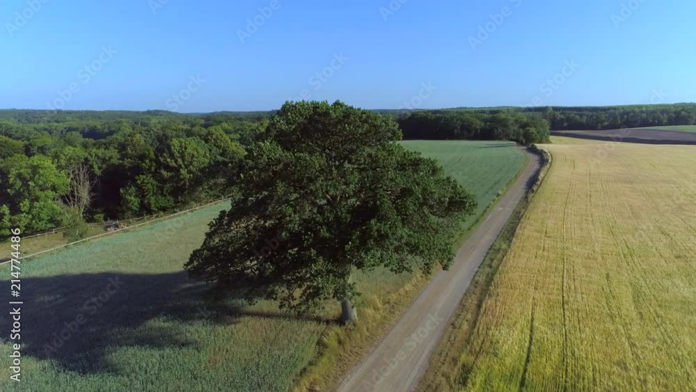 Aerial view of oak tree on the countryside. Drone shot circulates around single tree, gravel road and farmer fields Aerial view of oak tree on the countryside. Drone shot circulates around single tree, gravel road and farmer fields