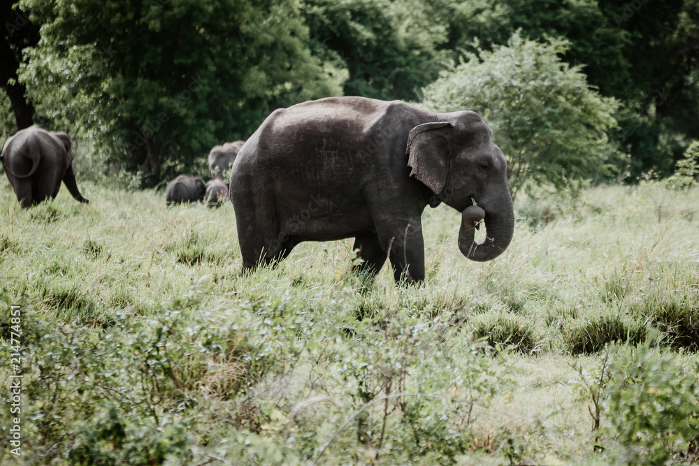 Elephants in a National Park from Sri Lanka Elephants in a National Park from Sri Lanka