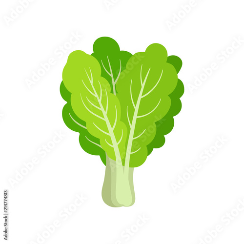 Flat vector icon of fresh collard. Leafy green vegetable. Healthy ingredient for vegetarian salad. Organic food