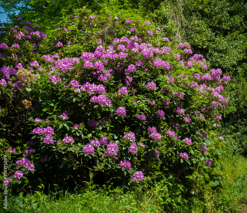 beautiful english pink wild spring shrub flowers of azalea beautiful english pink wild spring shrub flowers of azalea
