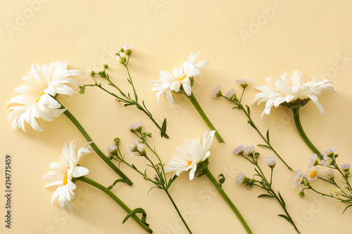 Beautiful chamomile flowers on color background