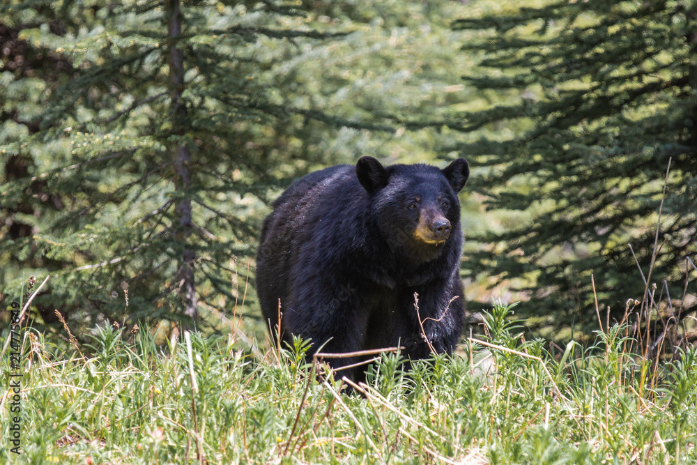 bear 3 bear 3