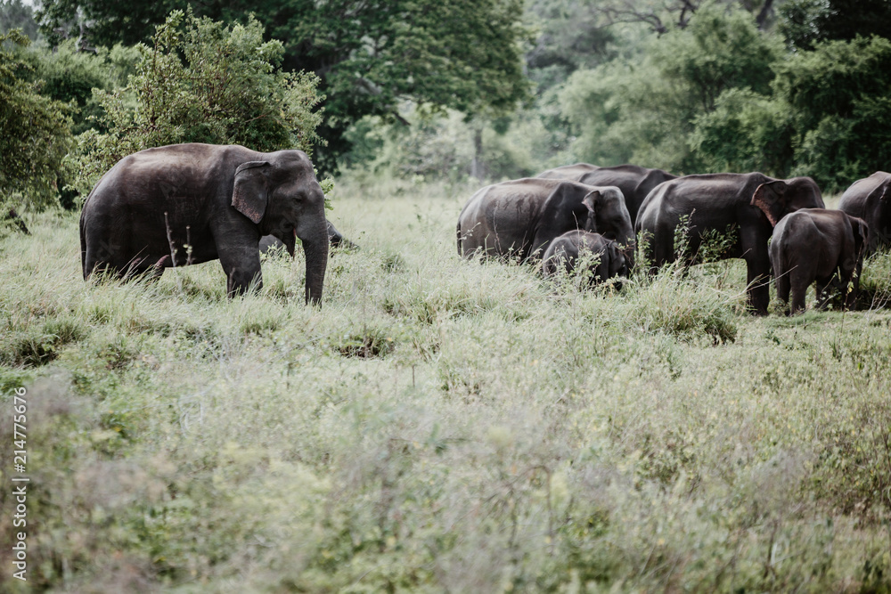 Elephants in a National Park from Sri Lanka Elephants in a National Park from Sri Lanka