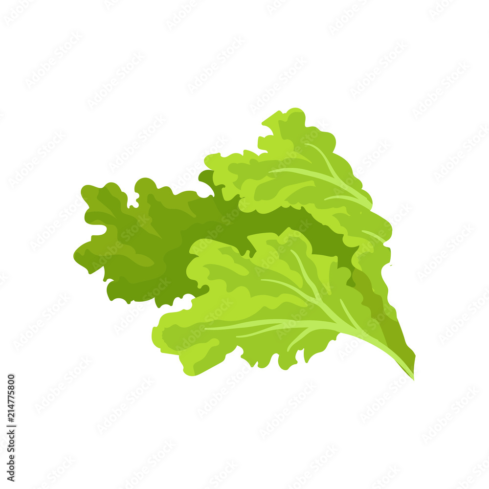 Bright green lettuce leaves. Fresh and healthy vegetable. Vegetarian nutrition. Flat vector for advertising poster of grocery store - obrazy, fototapety, plakaty 