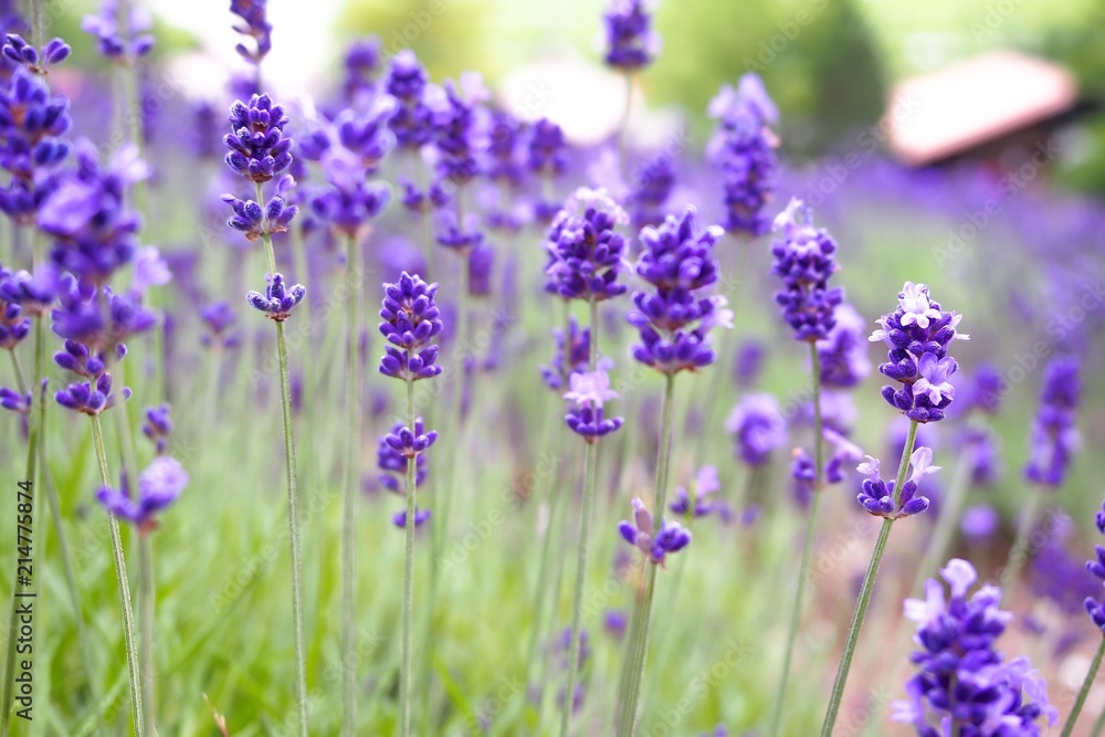Violet lavender blooming fields in furano, hokaido, japan.Closeup focus ,flowers background. Violet lavender blooming fields in furano, hokaido, japan.Closeup focus ,flowers background.