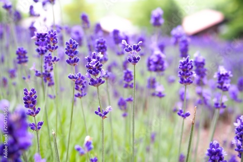 Fototapeta Naklejka Na Ścianę i Meble -  Violet lavender blooming fields in furano, hokaido, japan.Closeup focus ,flowers background.