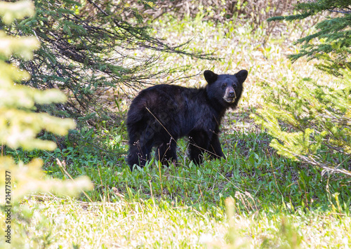 bear cub 2