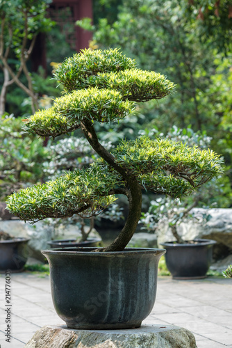 Bonsai tree against green background