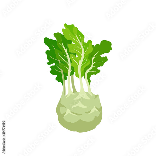 Kohlrabi with bright green leaves. Turnip cabbage. Natural and healthy vegetable. Fresh ingredient for vegetarian dish. Flat vector design
