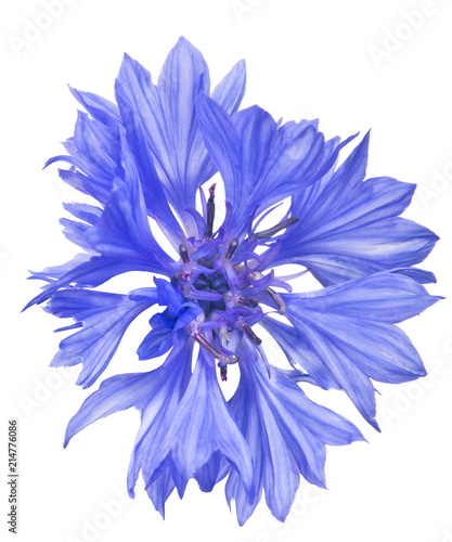 bright blue cornflower single bloom © Alexander Potapov