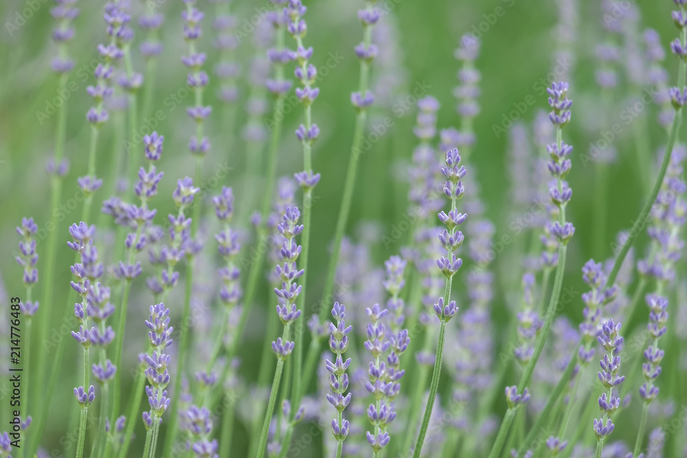 Violet lavender blooming fields in furano, hokaido, japan.Closeup focus ,flowers background. Violet lavender blooming fields in furano, hokaido, japan.Closeup focus ,flowers background.