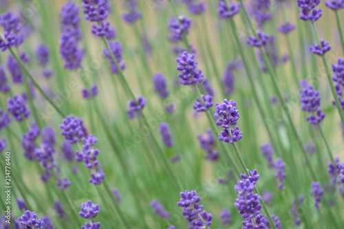 Violet lavender blooming fields in furano, hokaido, japan.Closeup focus ,flowers background. © pattawin