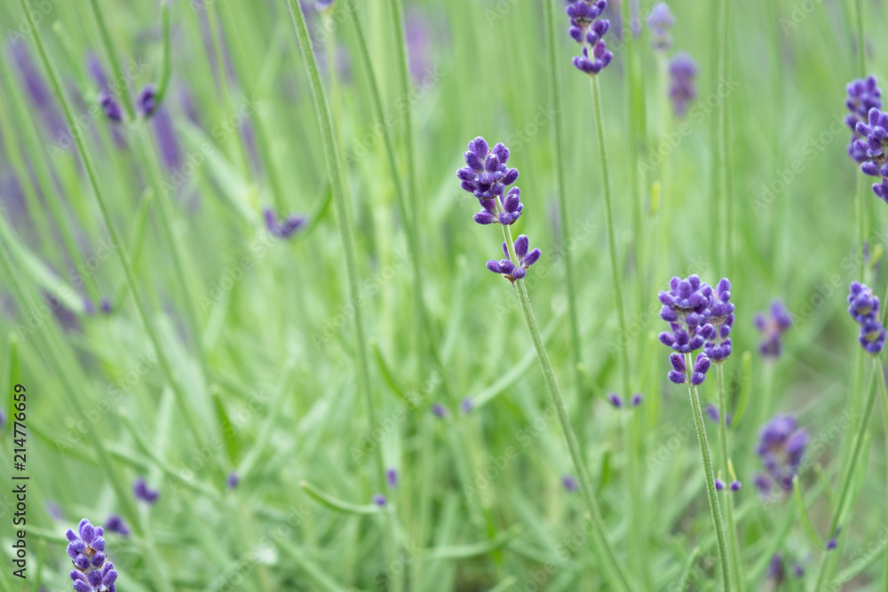 Violet lavender blooming fields in furano, hokaido, japan.Closeup focus ,flowers background. Violet lavender blooming fields in furano, hokaido, japan.Closeup focus ,flowers background.