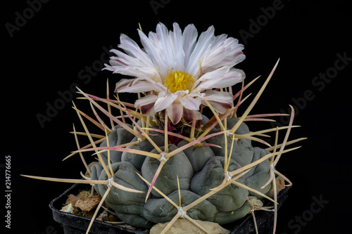 Cactus Thelocactus hexaedrophorus with flower isolated on Black. photo