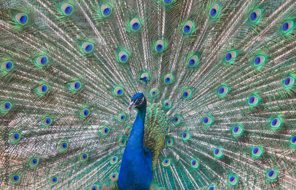 Obraz premium beautiful peacock with green and blue tail