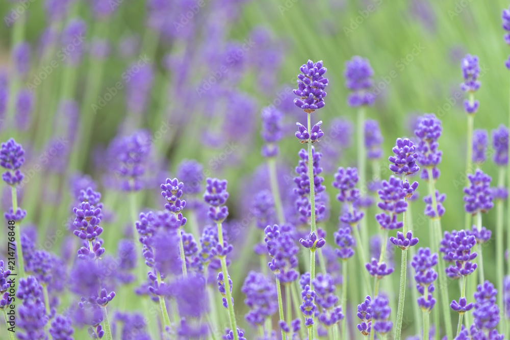 Fototapeta premium Violet lavender blooming fields in furano, hokaido, japan.Closeup focus ,flowers background.