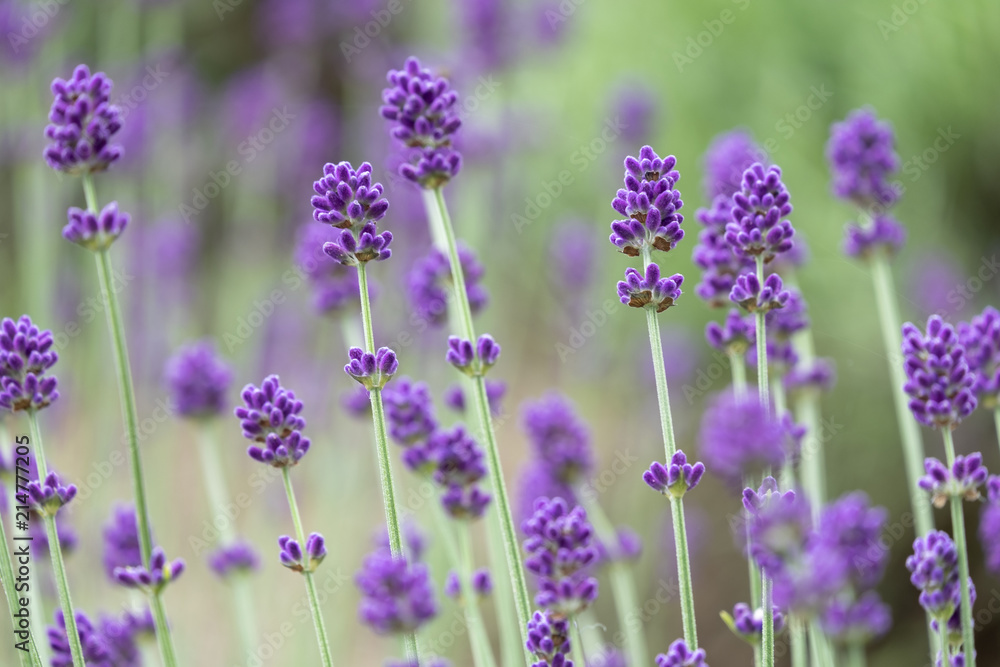 Violet lavender blooming fields in furano, hokaido, japan.Closeup focus ,flowers background. Violet lavender blooming fields in furano, hokaido, japan.Closeup focus ,flowers background.
