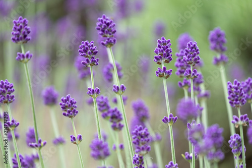 Violet lavender blooming fields in furano  hokaido  japan.Closeup focus  flowers background.