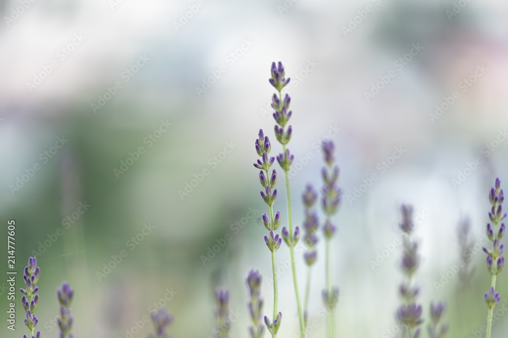 Violet lavender blooming fields in furano, hokaido, japan.Closeup focus ,flowers background. Violet lavender blooming fields in furano, hokaido, japan.Closeup focus ,flowers background.