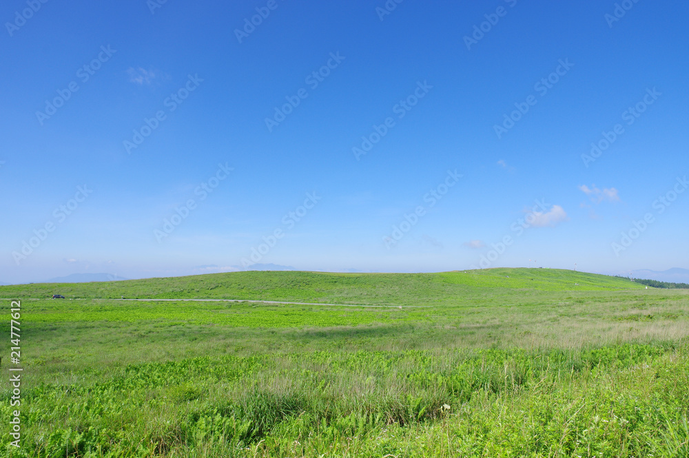 夏の霧ヶ峰高原