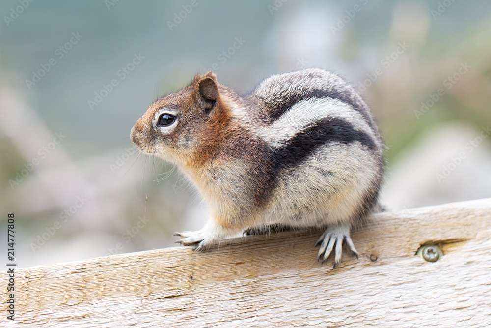 Obraz premium Chipmunk 1