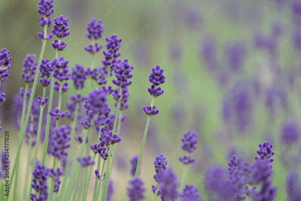 Naklejka premium Violet lavender blooming fields in furano, hokaido, japan.Closeup focus ,flowers background.