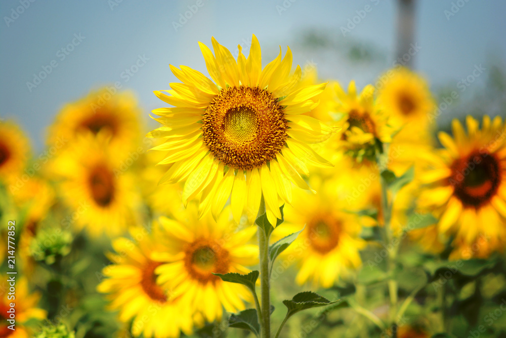 Sunflower field, farm